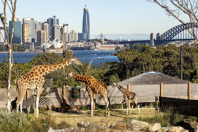 Taronga Zoo + Ferry Return Ticket - Darling Harbour and Circular Quay: Your Harbour Warm-Up