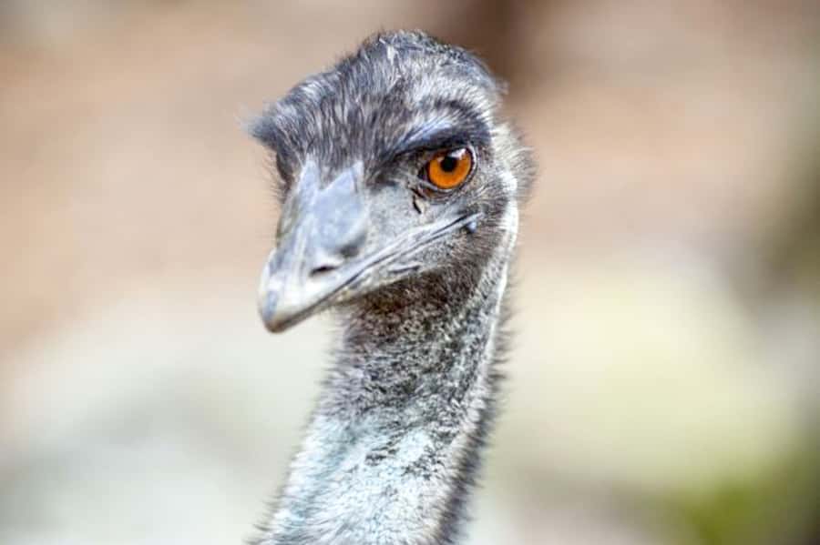 Taronga Zoo Sydney Wild Australia Experience - Key things to know before you go