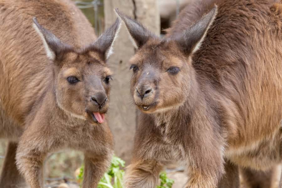 Taronga Zoo Sydney Wild Australia Experience - Meeting Taronga Zoo’s main entrance and getting your bearings fast