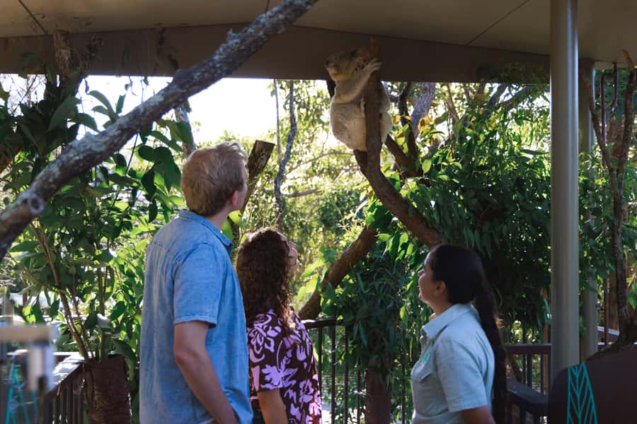 Taronga Zoo Sydney Wild Australia Experience - The Koala Encounter: your close-up moment with context