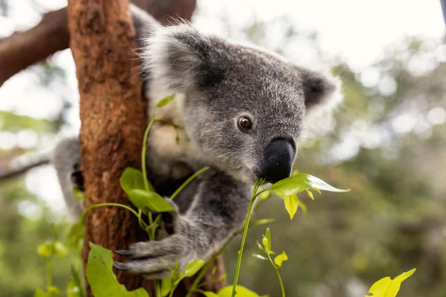 Taronga Zoo Sydney Wild Australia Experience - Platypus mysteries and the Australian Nightlife exhibit