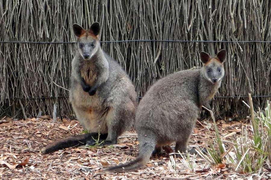 Taronga Zoo Sydney Wild Australia Experience - Price and value: what you’re paying for