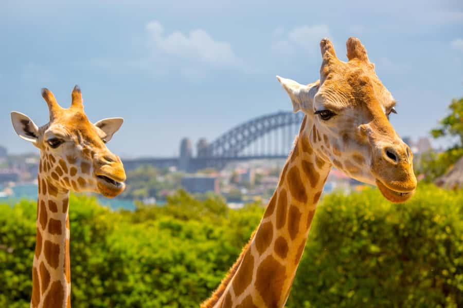 Taronga Zoo Sydney Wild Australia Experience - Small group keeper time: what that means in real life