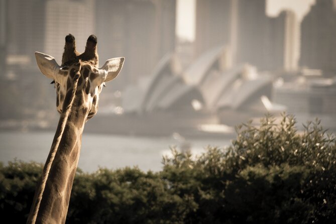 Taronga Zoo & Whale Watching Cruise Combo - Sydney Harbour - Return ferry to Circular Quay: the last photo stop
