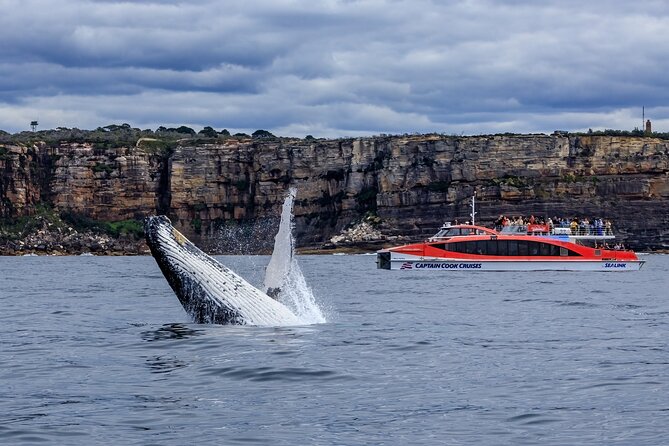 Taronga Zoo & Whale Watching Cruise Combo - Sydney Harbour - Where you’ll see whales (and how fast the day can turn)