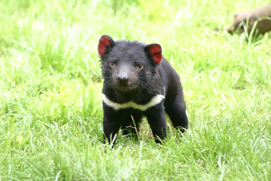 Tasman Peninsula Day Trip with Cruise & Devils from Hobart - Tasmanian Devil Conservation Park: more than a quick photo stop