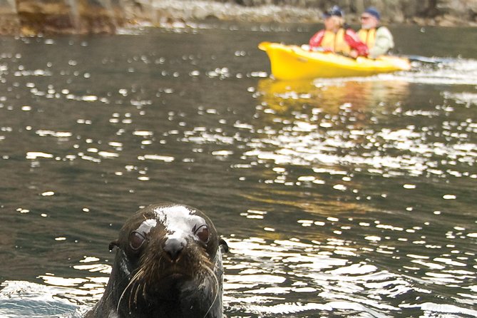 Tasman Peninsula full day kayaking tour - Key highlights at a glance