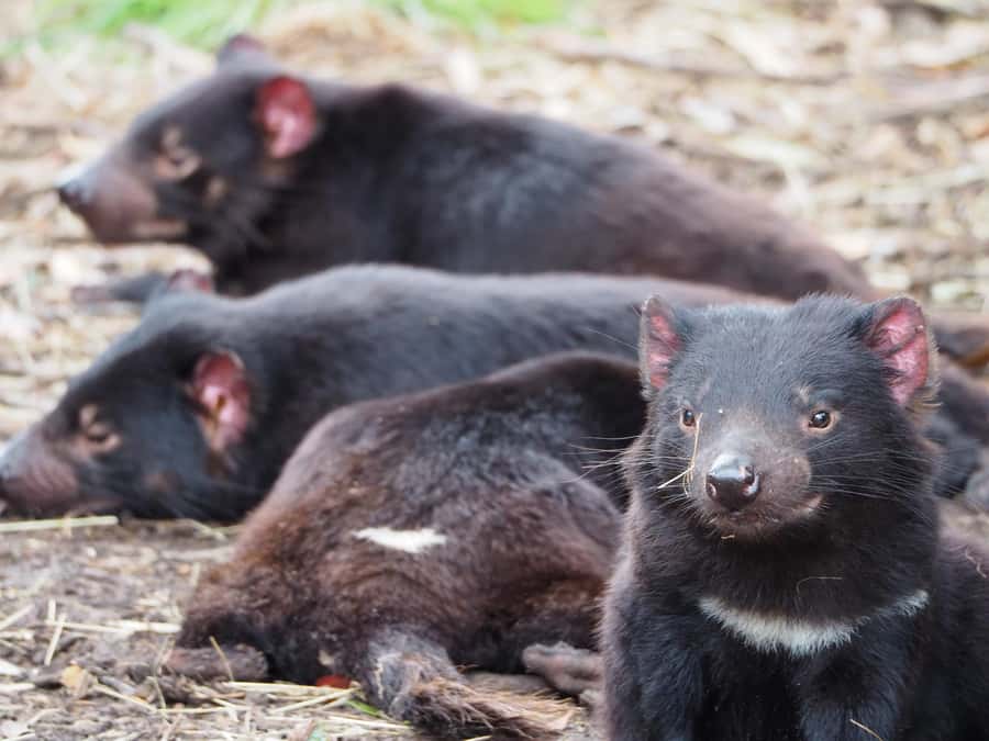 Tasmania: 6-Day Comfort Tour for Wilderness and Wildlife - Lodging and meals: where the comfort actually shows up