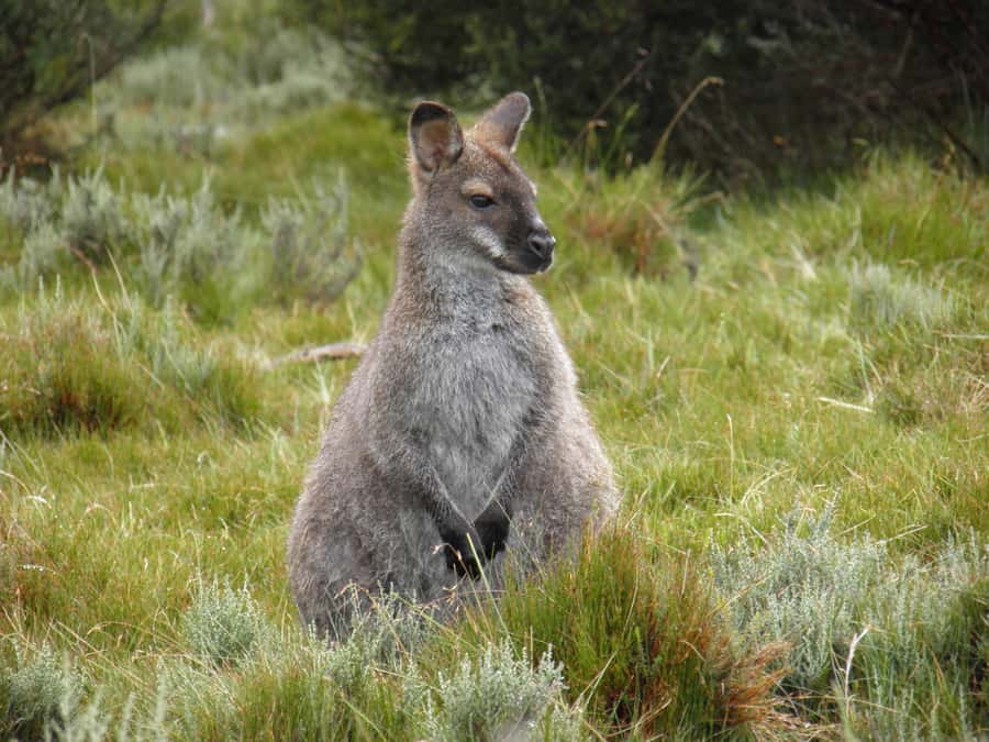 Tasmania: Wilderness and Wildlife Guided 6-Day Tour - Freycinet National Park and Hobart: Wineglass Bay options plus the Hazards view