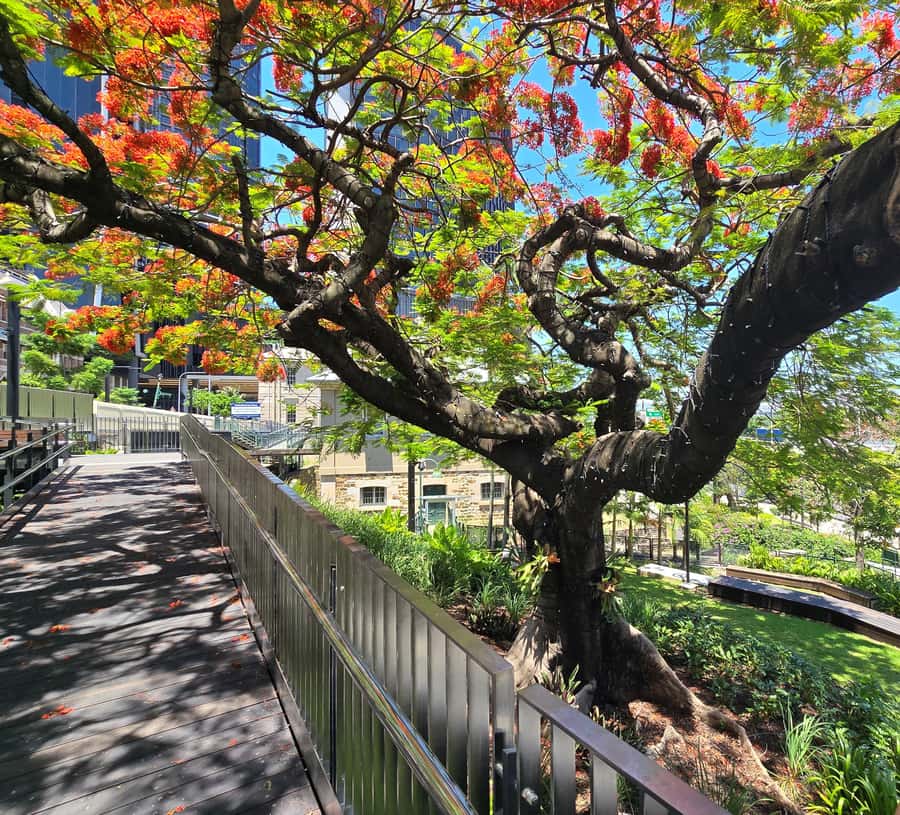 The Brisbane Experience: City Walking Tour - Starting at Queens Gardens: where your sense of direction clicks