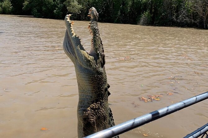 The Croc Bus to the Famous Jumping Crocodile Cruise - Key points to know before you go