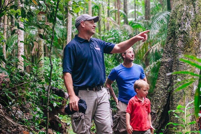 The Tastes of Tamborine Mountain - The Nature Part: Curtis Falls in a Eucalyptus Forest