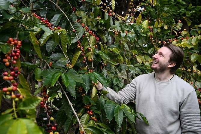 The Tastes of Tamborine Mountain - Gallery Walk and Mountain-Top Stops Without Feeling Rushed