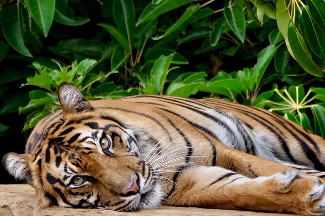 Tiger Experience at Melbourne Zoo - excl. entry - Key things to know before you book