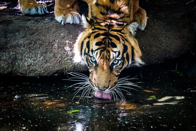 Tiger Experience at Melbourne Zoo - excl. entry - A 25-minute backstage look at Hutan or Indrah