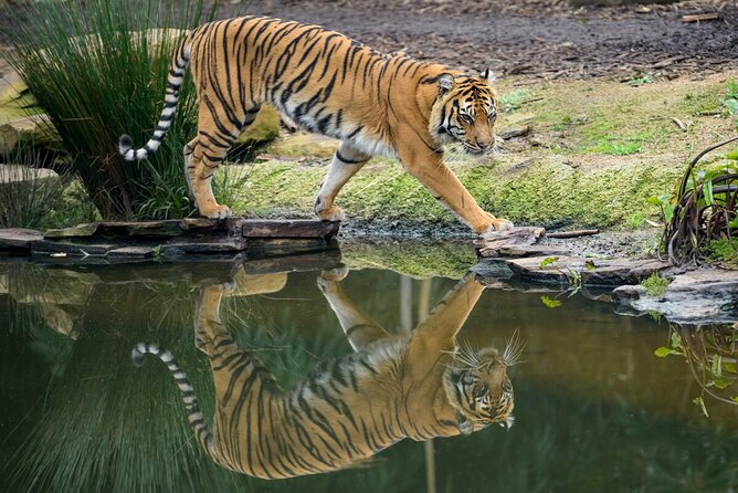Tiger Experience at Melbourne Zoo - excl. entry - Conservation messaging: what “critically endangered” sounds like in real life