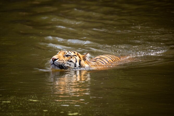Tiger Experience at Melbourne Zoo - excl. entry - Booking timing, mobile tickets, and getting there smoothly