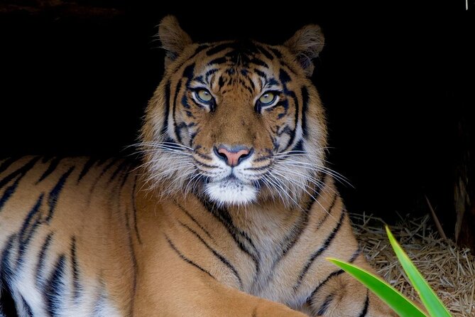 Tiger Experience at Melbourne Zoo - excl. entry - What happens during the tiger training or enrichment session