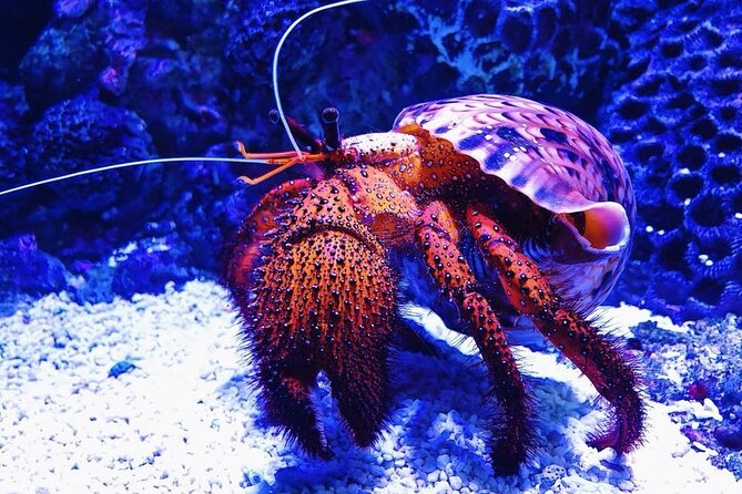 Tomb of the Pharaohs and Cairns Aquarium Combo - Cairns Aquarium: reef and rainforest wildlife in one city stop