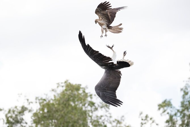 Top End Safari Camp Day Tour - Billabong cruise with brunch: where the day breathes
