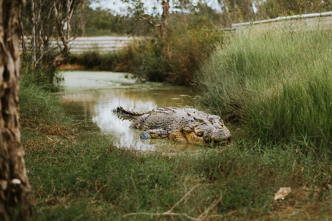 Top End Safari Camp Day Tour - The crocodile-safe pool swim: plan it as a quick cool-down