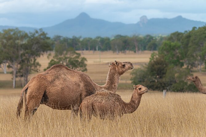 Tour, Taste & Camel Encounter - Who this camel farm tour is for (and who might skip it)