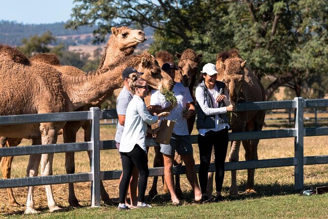 Tour, Taste & Camel Encounter - Behind-the-scenes dairy access you can actually use