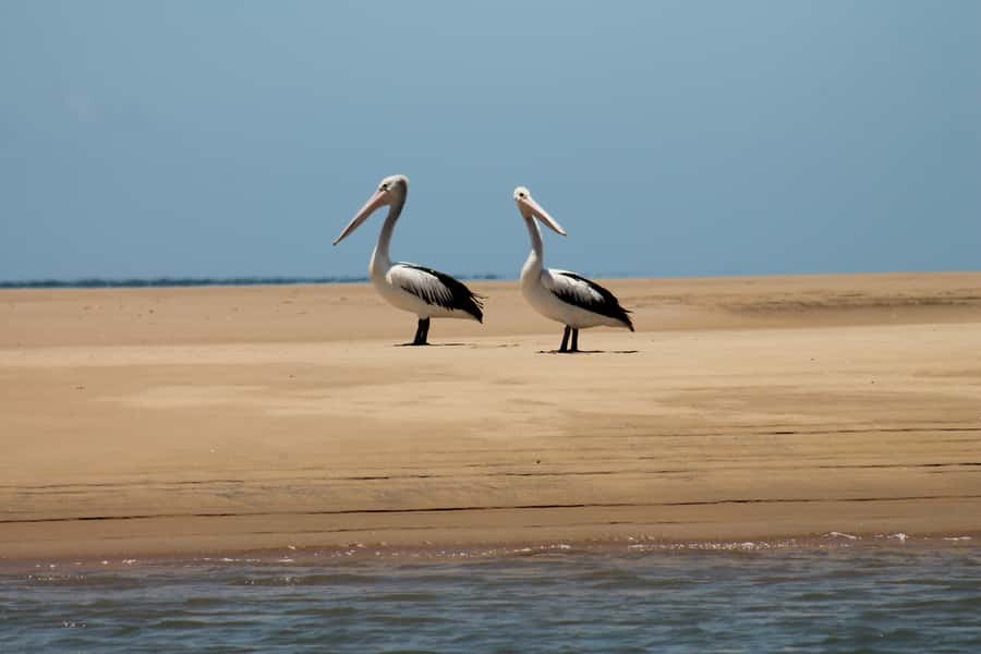Town 1770: Afternoon Coastline Tour - Key highlights to look forward to