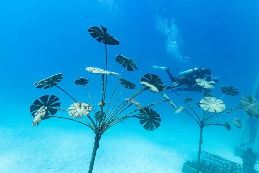 Townsville & Magnetic Island: MOUA & Reef Snorkel Experience - Ocean Sentinel and the Coral Greenhouse: snorkel trails that make you stop and look