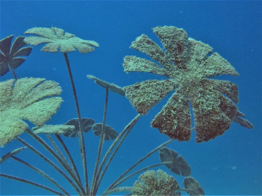 Townsville & Magnetic Island: MOUA & Reef Snorkel Experience - Reef management and protection talks: why this tour feels responsible