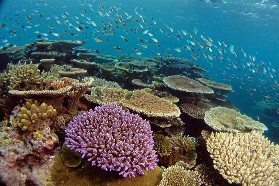 Townsville & Magnetic Island: Reef Explorer Snorkel Trip - Central Section of the Great Barrier Reef: what you’re really paying for