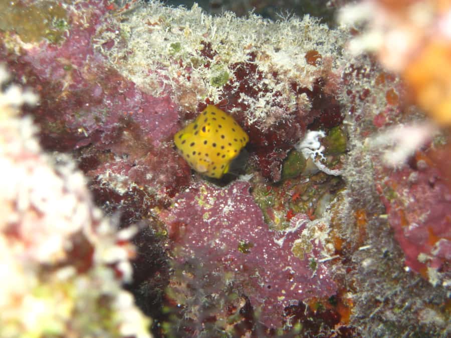 Townsville & Magnetic Island: Reef Explorer Snorkel Trip - Reef session one: Lodestone, Keeper, or John Brewer Reef
