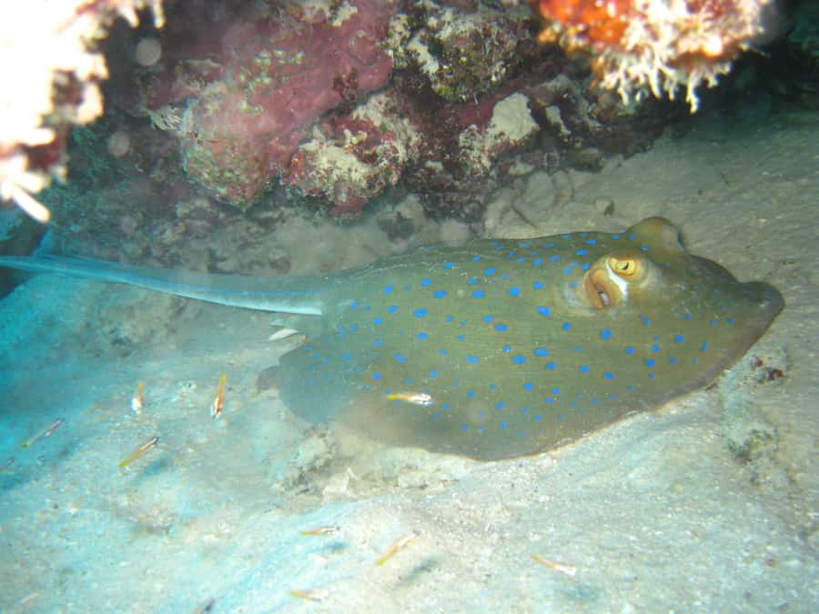 Townsville & Magnetic Island: Reef Explorer Snorkel Trip - Snorkel vs scuba options: choose what matches your comfort