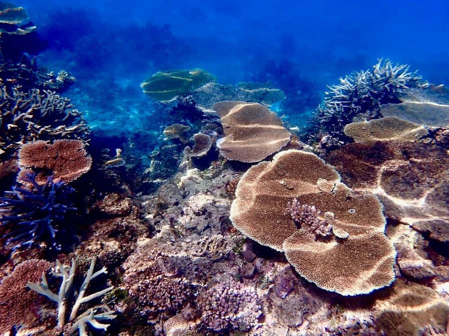 Townsville & Magnetic Island: Reef Explorer Snorkel Trip - Townsville vs Magnetic Island pickup: timing that affects your whole day