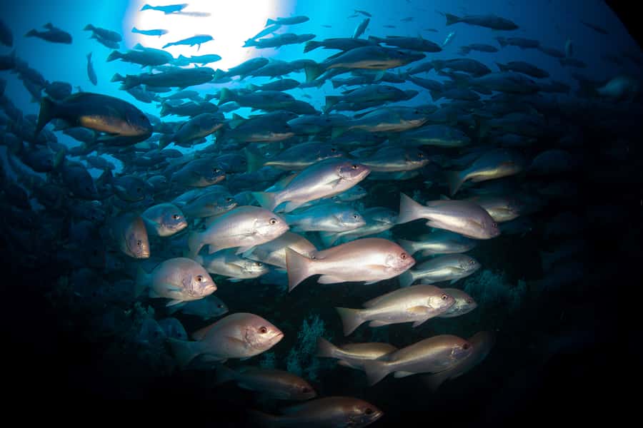 Townsville or Magnetic Island: Yongala Wreck Dive Day Trip - Why the SS Yongala Wreck earns a whole day