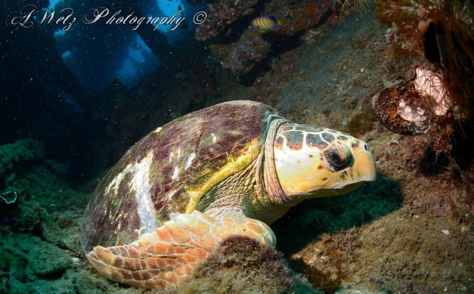 Townsville or Magnetic Island: Yongala Wreck Dive Day Trip - Lunch and the Yongala history talks that change how you look at the wreck