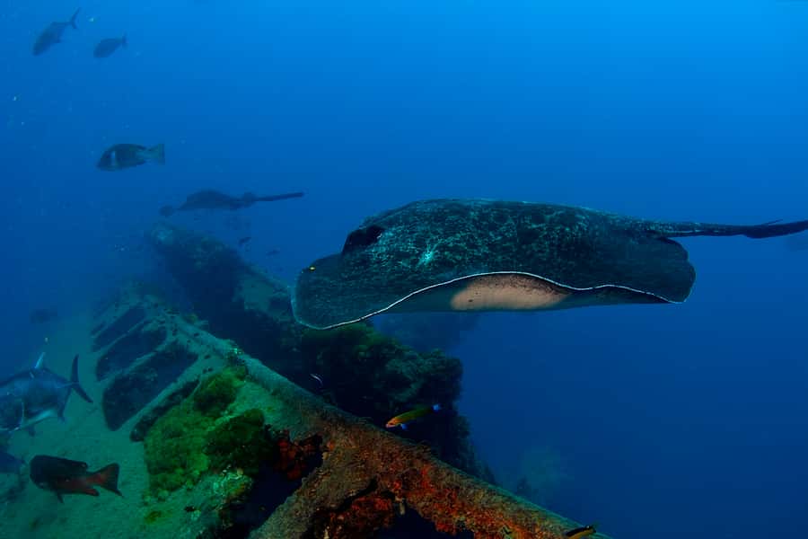 Townsville or Magnetic Island: Yongala Wreck Dive Day Trip - Returning to shore: exchanging stories and capturing the last sights