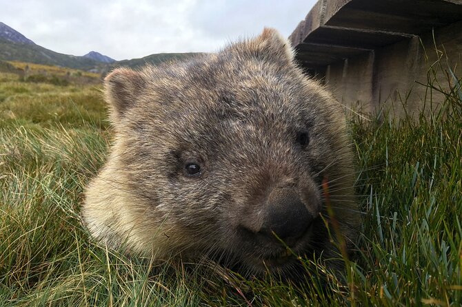 Transfer from Launceston to Cradle Mountain - Cradle Mountain Visitor Centre drop-off: the real key to park access
