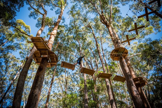Treetops Adventure Coffs Harbour Tree Ropes Course - 6 Key Highlights You’ll Actually Care About
