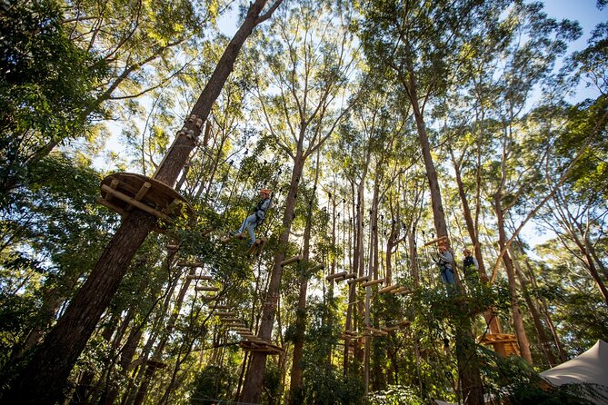 Treetops Adventure Coffs Harbour Tree Ropes Course - Who This Is Best For (and Who Should Think Twice)