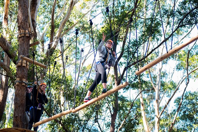 Treetops Adventure Coffs Harbour Tree Ropes Course - The 14 Zip Lines Up to 25 Meters: The Main Event