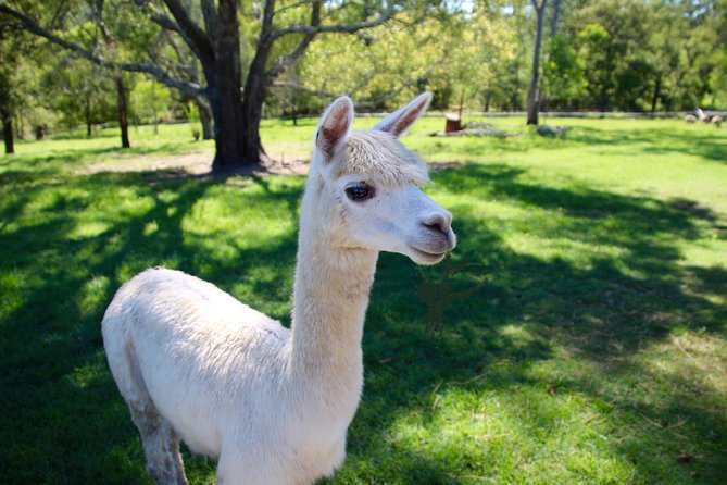 Trevena Glen 1hr Animal Tour - What you’ll do during the hour-long guided tour