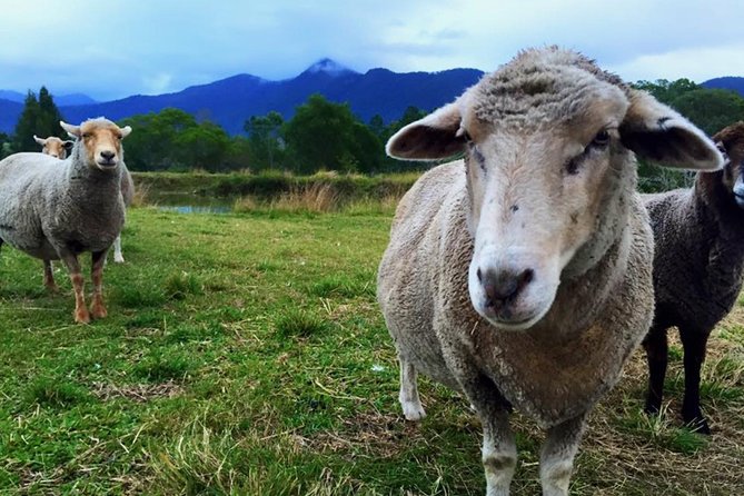 Trevena Glen Farm Animal Experience - Trevena Glen Farm in the D’Aguilar Range: why the setting matters