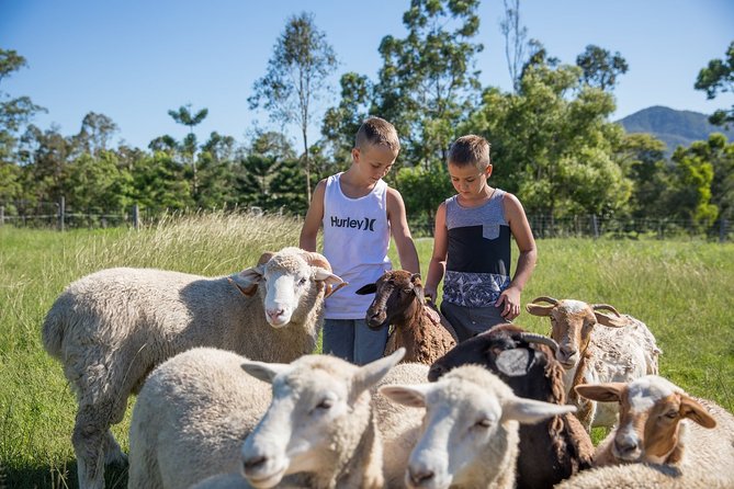 Trevena Glen Farm Animal Experience - The feeding moment: why it’s the highlight (when it’s done well)