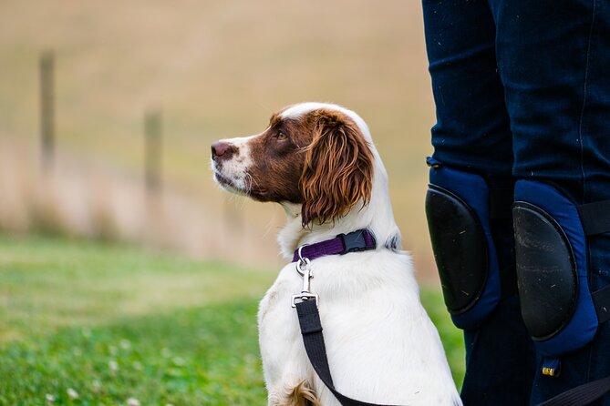 Truffle Hunt and Taste Experience in Oberon, NSW Australia - Following Sarge through the trees: the hunt moment