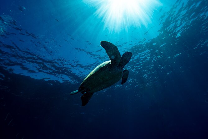 Try Scuba Diving at Cook Island – Guided Ocean Dive with Turtles - Cook Island Off the Gold Coast: Why This Location Works