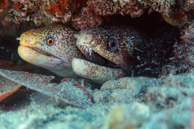 Try Scuba Diving at Cook Island – Guided Ocean Dive with Turtles - Gear, Comfort, and Health Checks You Must Plan For