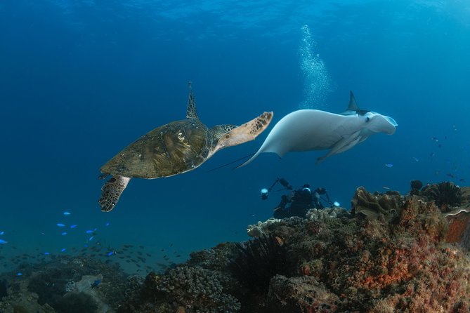 Try Scuba Diving at Cook Island – Guided Ocean Dive with Turtles - The 6:30am Reality: Meeting Point, Pickup, and Timing
