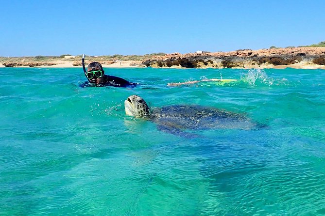 Turtle Tour - Ningaloo Reef Half Day Sea Kayak and Snorkel Tour - Kayak orientation: how they set you up to snorkel confidently