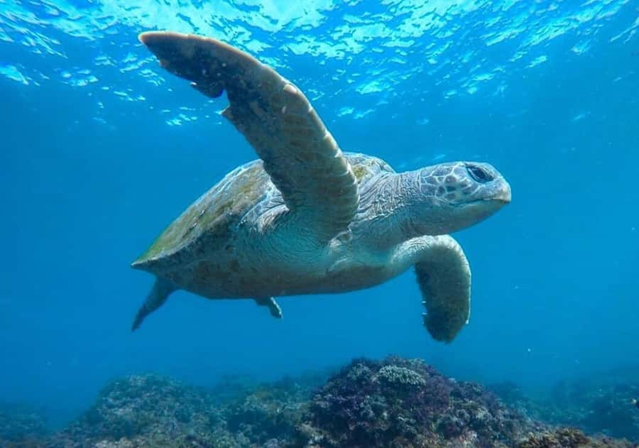 Tweed Heads: Snorkel With the Turtles - Key things I’d watch for before you go